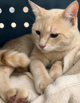Mimos -  Domestic Short Hair Cat for Adoption in Daytona Beach, Florida - Mimos | PetCurious