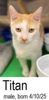 Rescue Domestic Short Hair Cats for Adoption in Ocean Isle Beach, North Carolina - Titan | PetCurious