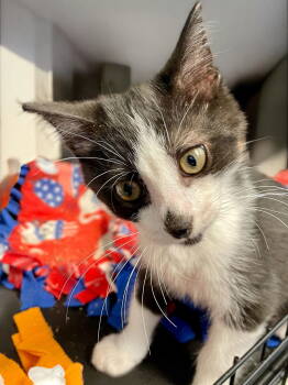 Rescue Domestic Short Hair Cats for Adoption in Champaign, Illinois - Adam | PetCurious
