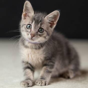 Dinky C70772 -  Domestic Short Hair Cat for Adoption in Minnetonka, Minnesota - Dinky C70772 | PetCurious