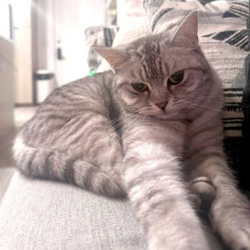 Koka -  British Shorthair and Domestic Short Hair Cat for Adoption in Houston, Texas - Koka | PetCurious
