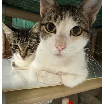 Rescue Tabby Cats for Adoption in Humble, Texas - Pebbles | PetCurious