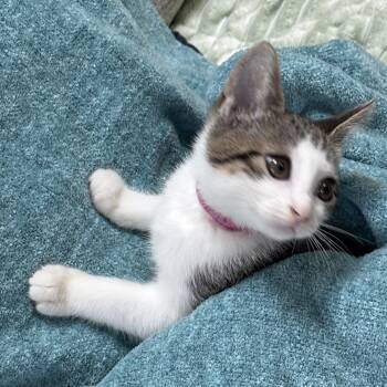 Sammie -  Domestic Short Hair Cat for Adoption in Lemoyne, Pennsylvania - Sammie | PetCurious