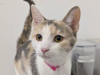 Alani -  Dilute Calico Cat for Adoption in Powell, Ohio - Alani | PetCurious