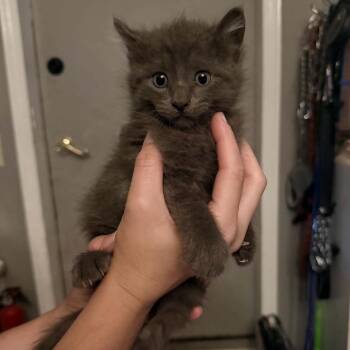 Grape -  Domestic Short Hair Cat for Adoption in Buffalo, Minnesota - Grape | PetCurious