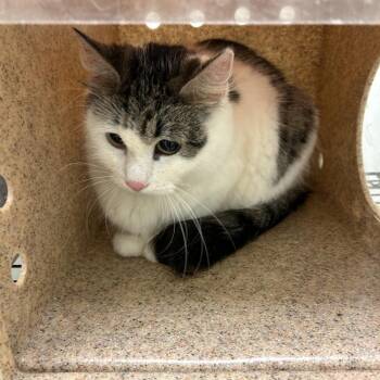Domestic Short Hair Cats Available for Adoption in Philadelphia, Pennsylvania - Moeshee | PetCurious