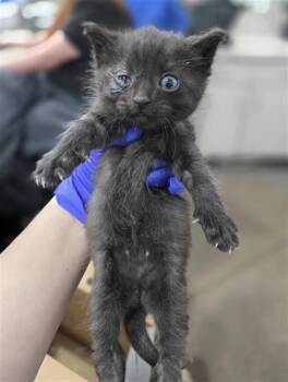 Domestic Short Hair Cats Available for Adoption in Dallas, Texas - FINNEGAN | PetCurious