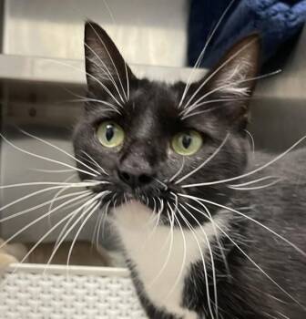 Jen-Z -  Domestic Short Hair Cat for Adoption in Golden, Colorado - Jen-Z | PetCurious