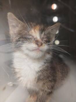 Stevie Wonder -  Domestic Short Hair Cat for Adoption in Greenfield, Indiana - Stevie Wonder | PetCurious