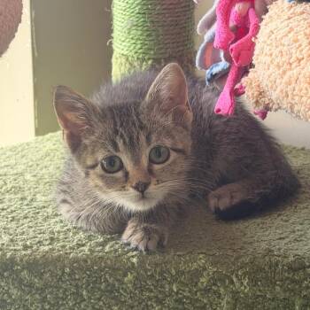 Sprint -  Domestic Short Hair Cat for Adoption in Chaska, Minnesota - Sprint | PetCurious