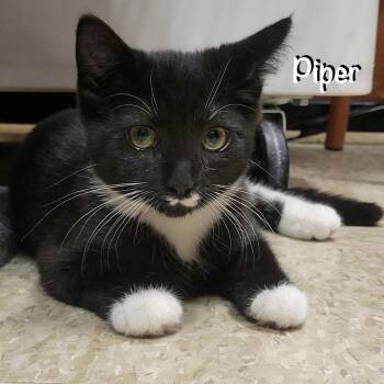 Piper -  Domestic Short Hair Cat for Adoption in Hazlet, New Jersey - Piper | PetCurious