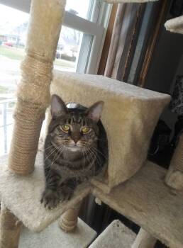Sammy -  Domestic Short Hair Cat for Adoption in Lorain, Ohio - Sammy | PetCurious