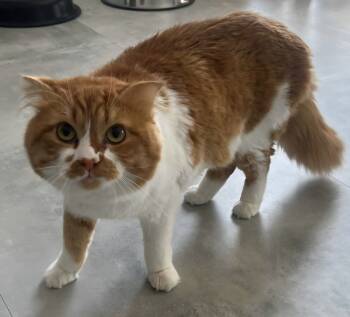 Rescue Manx Cats for Adoption in Snow Hill, Maryland - Wad | PetCurious