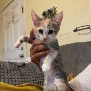 Rescue Domestic Short Hair Cats for Adoption in Los Angeles, California - Rosy | PetCurious