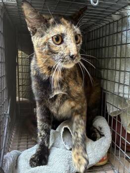 SICILIAN 3 -  Domestic Short Hair Cat for Adoption in Rancho Cucamonga, California - SICILIAN 3 | PetCurious
