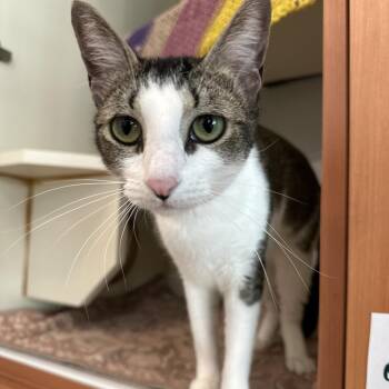Maisie -  Domestic Short Hair Cat for Adoption in Fairport, New York - Maisie | PetCurious