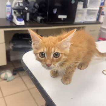 Maverick -  Domestic Long Hair Cat Available for Adoption in Starkville, Mississippi - Maverick | PetCurious