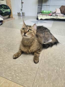 Azalea -  Domestic Medium Hair Cat Available for Adoption in Binghamton, New York - Azalea | PetCurious