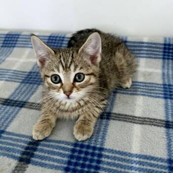 Lexus -  Domestic Short Hair Cat for Adoption in Green Bay, Wisconsin - Lexus | PetCurious