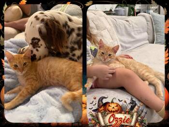 OZZIE -  Domestic Short Hair Cat for Adoption in Corinth, New York - OZZIE | PetCurious