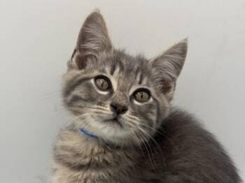 Fred -  Domestic Short Hair Cat for Adoption in Portland, Oregon - Fred | PetCurious