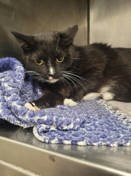 Honey -  Domestic Short Hair Cat for Adoption in Angola, Indiana - Honey | PetCurious