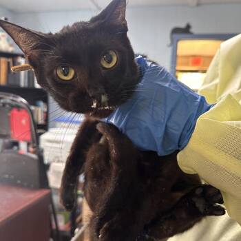 Bombay and Maine Coon Cats Available for Adoption in Clarksville, Arkansas - Binx | PetCurious