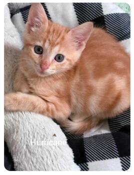 Hurricane (Orlando Fl) -  American Shorthair Cat for Adoption in Orlando, Florida - Hurricane (Orlando Fl) | PetCurious