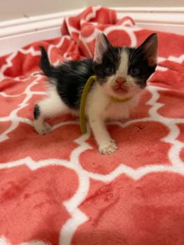 *Mykonos -  Domestic Short Hair Cat Available for Adoption in Newnan, Georgia - *Mykonos | PetCurious