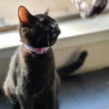 Ventress -  Domestic Short Hair Cat for Adoption in Sunnyvale, California - Ventress | PetCurious