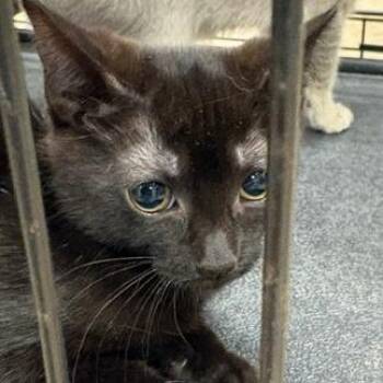 Bashful -  Domestic Short Hair Cat for Adoption in Lake Jackson, Texas - Bashful | PetCurious