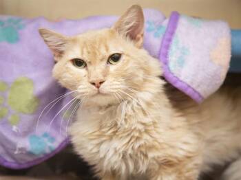 Domestic Long Hair Cats Available for Adoption in Phoenix, Arizona - DEMARCUS | PetCurious
