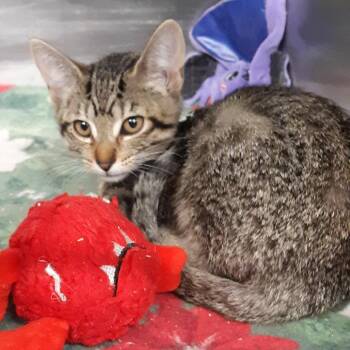 Pebble -  Domestic Short Hair Cat for Adoption in Spokane, Washington - Pebble | PetCurious