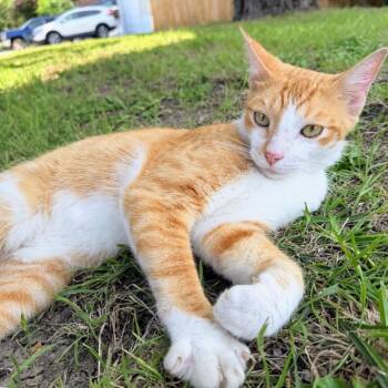 Charlie and the Chocolate Factory -  Domestic Short Hair Cat for Adoption in Boerne, Texas - Charlie And The Chocolate Factory | PetCurious