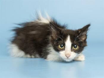 JULISSA -  Domestic Short Hair Cat for Adoption in Phoenix, Arizona - JULISSA | PetCurious