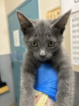 EREN -  Domestic Short Hair Cat for Adoption in Las Vegas, Nevada - EREN | PetCurious