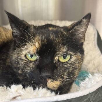 Rosie -  Domestic Short Hair and Tortoiseshell Cat for Adoption in Winchendon, Massachusetts - Rosie | PetCurious