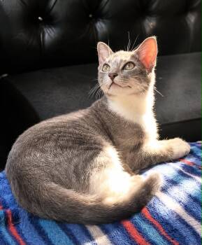 Manager -  Domestic Short Hair Cat for Adoption in Rixeyville, Virginia - Manager | PetCurious