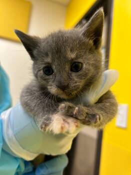 Betty -  Domestic Short Hair Cat for Adoption in Raleigh, North Carolina - Betty | PetCurious