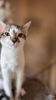 Dean and Tristian -  Domestic Short Hair Cat for Adoption in Melrose, Massachusetts - Dean And Tristian | PetCurious