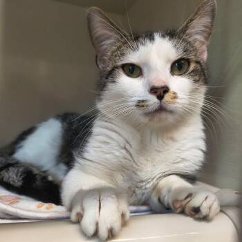 Rip -  Domestic Short Hair Cat for Adoption in Saint Marys, Pennsylvania - Rip | PetCurious