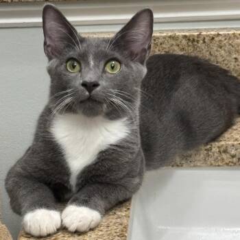 Domingo -  Domestic Short Hair Cat for Adoption in Durham, North Carolina - Domingo | PetCurious