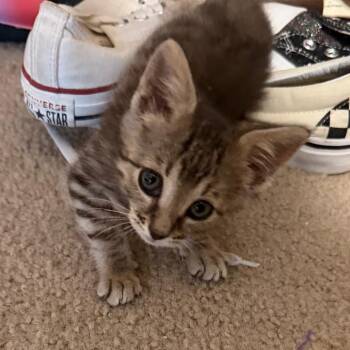 Domestic Short Hair Cats Available for Adoption in Boerne, Texas - Naked As A Jaybird | PetCurious