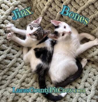 Rescue American Shorthair and Tabby Cats for Adoption in Toledo, Ohio - Jinx | PetCurious