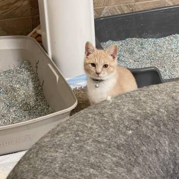 Domestic Short Hair Cats Available for Adoption - Mikki Mars | PetCurious