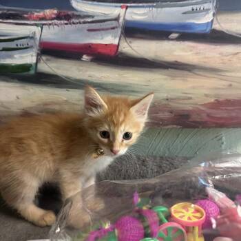 Orange Fanta -  Domestic Medium Hair Cat for Adoption in Martinsville, Indiana - Orange Fanta | PetCurious