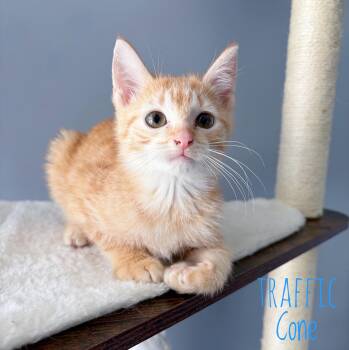 Traffic Cone -  Domestic Short Hair Cat for Adoption in Bethel, Ohio - Traffic Cone | PetCurious