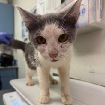 Honeybee -  Domestic Medium Hair Cat for Adoption in Charleston, West Virginia - Honeybee | PetCurious