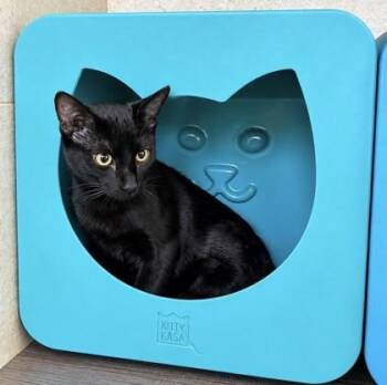 Jonah -  Domestic Short Hair Cat for Adoption in Honolulu, Hawaii - Jonah | PetCurious