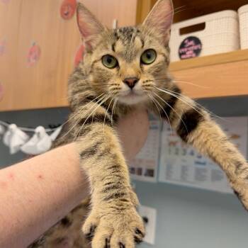 7-UP -  Domestic Short Hair Cat for Adoption in New Castle, Delaware - 7-UP | PetCurious